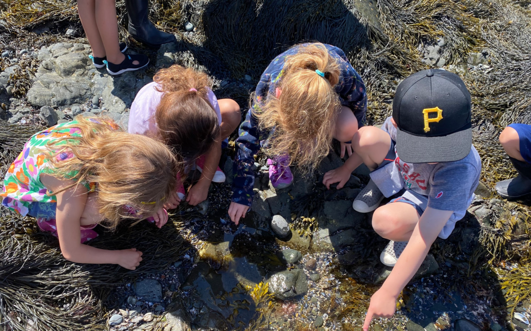 Marine Biologists in the Making—Kindergarten Goes Tidepooling